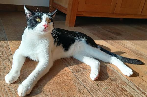 FELIX & SILVESTRO, pupi meravigliosi Foto 6